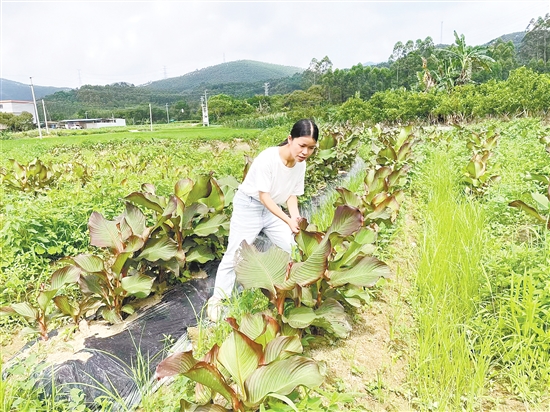 我市150多名像官利蘭這樣的第一書記，作為“生力軍”奮戰(zhàn)在“百千萬工程”第一線。