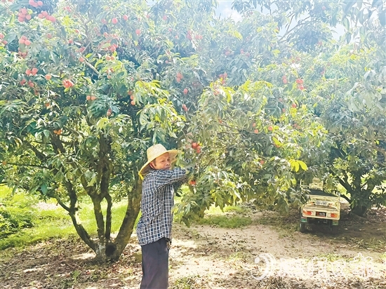 北陡鎮(zhèn)部分品種的荔枝已上市。