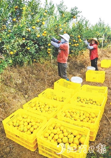 恩平壯大茶枝柑產(chǎn)業(yè)，帶動(dòng)農(nóng)戶增收致富。