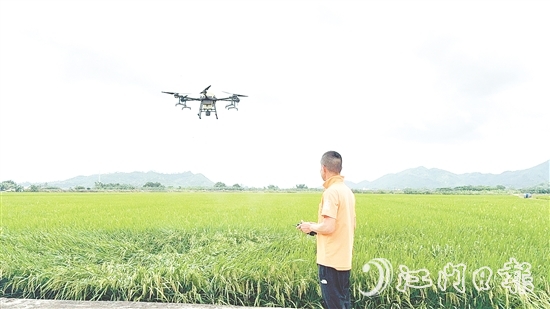 農(nóng)業(yè)技術(shù)人員利用大型植保無人機對農(nóng)田進行補肥殺蟲。