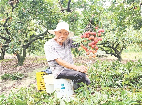 今年宅梧荔枝總產(chǎn)量預(yù)計(jì)250萬公斤，目前已陸續(xù)上市。