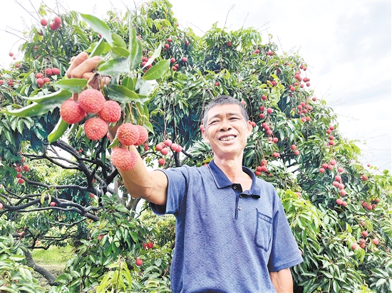 今年宅梧荔枝大豐收，總產(chǎn)量預(yù)計(jì)約250萬公斤。