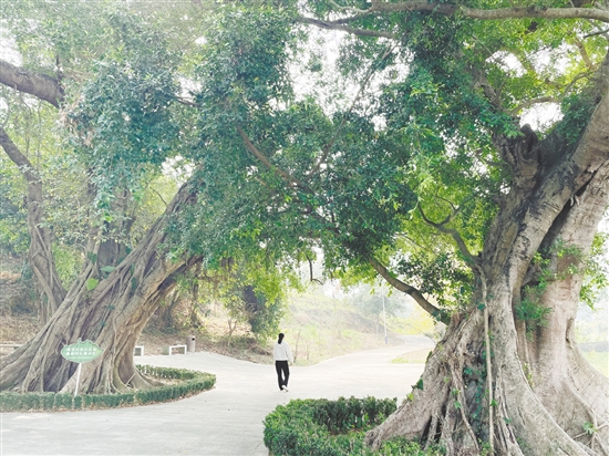 各級(jí)在藍(lán)田村投入約200萬(wàn)元完成古樹(shù)公園建設(shè)、村道改造及村容村貌整治，提升古村風(fēng)貌。