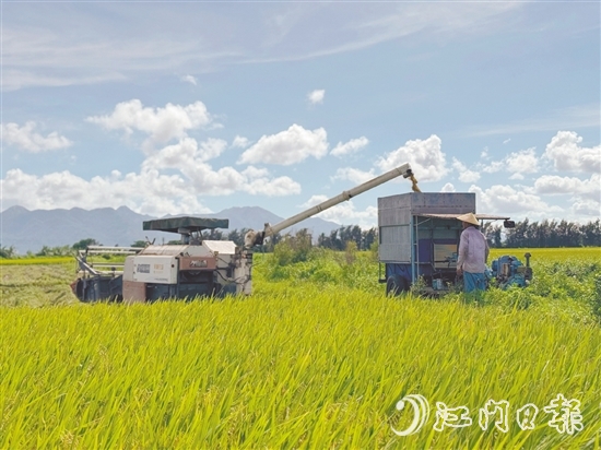 汶村鎮(zhèn)上萬(wàn)畝稻田迎來(lái)豐收，大耕戶爭(zhēng)分奪秒搶收。