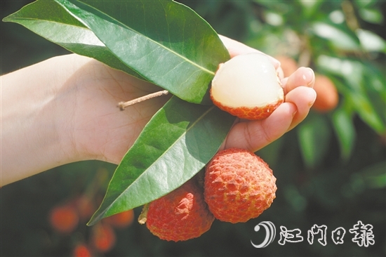 四九鎮(zhèn)荔枝林迎來豐收。