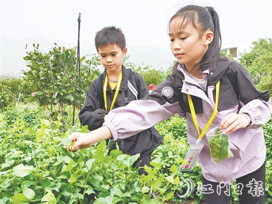 恩平簕菜富含黃酮類化合物、生物堿及多種微量元素。