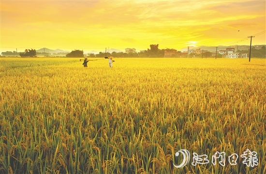 恩平大米富含硒元素，這一得天獨厚的自然稟賦是區(qū)別于其他產區(qū)大米的核心特質之一。