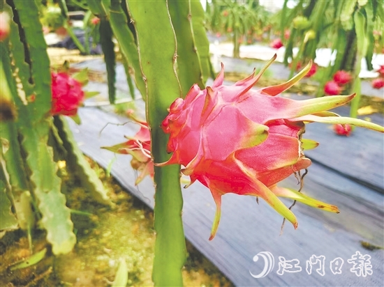 紅肉火龍果甜度高、營養(yǎng)價值豐富。