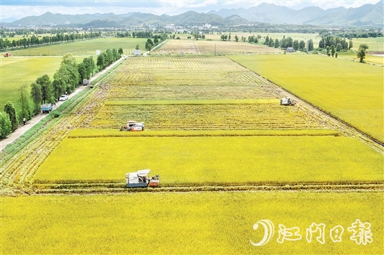 莘村村位于“廣東第一田”萬畝高產(chǎn)示范片核心區(qū)，科技賦能的強(qiáng)勁浪潮以磅礴之勢(shì)重塑這片土地的面貌與內(nèi)核，煥發(fā)全新生機(jī)與活力。