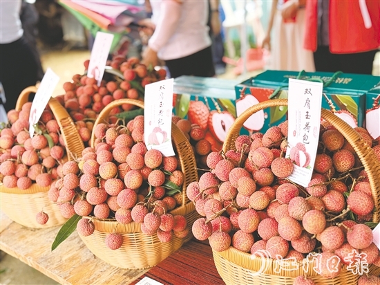 北陡鎮(zhèn)的雙肩玉荷包荔枝錯峰上市。