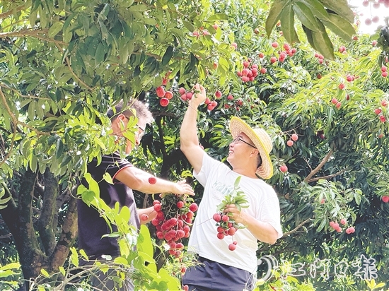 游客開心采摘荔枝，果園內一片歡聲笑語。