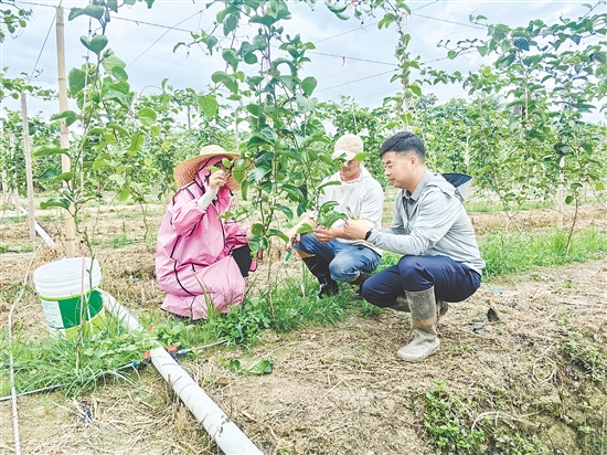 向成（右）與村民探討黃金百香果種植技術。