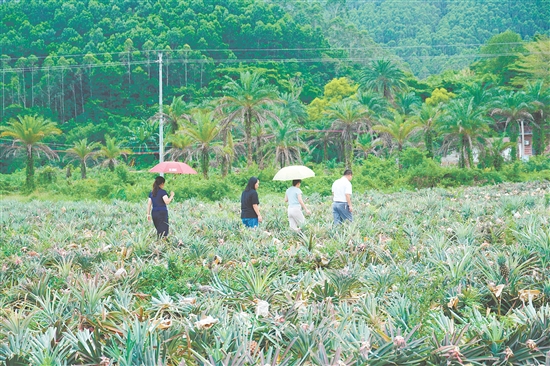 游客到田里摘鳳梨。