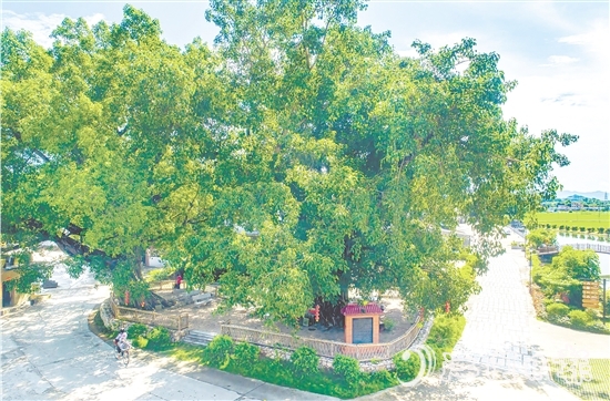 廣海鎮(zhèn)靖安村緊緊圍繞得天獨(dú)厚的“綠色瑰寶”，全力打造獨(dú)具“海絲”風(fēng)情的菩提古樹公園。