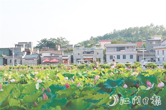 荷花嘉年華開(kāi)幕以荷為紐帶，精心策劃多個(gè)特色環(huán)節(jié)，為游客帶來(lái)沉浸式體驗(yàn)。
