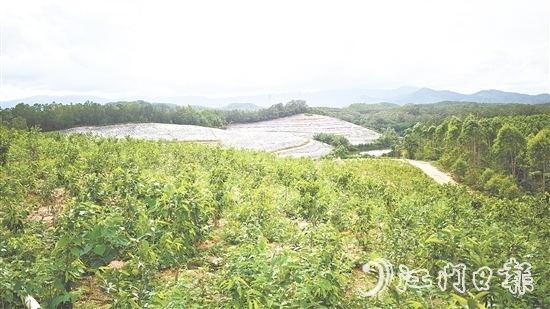 鶴城鎮(zhèn)坑尾村搶抓政策機(jī)遇，整合土地資源，成功引入廣東華南鶴香農(nóng)業(yè)發(fā)展有限公司投資約2億元，孵化沉香產(chǎn)業(yè)“一條鏈”。