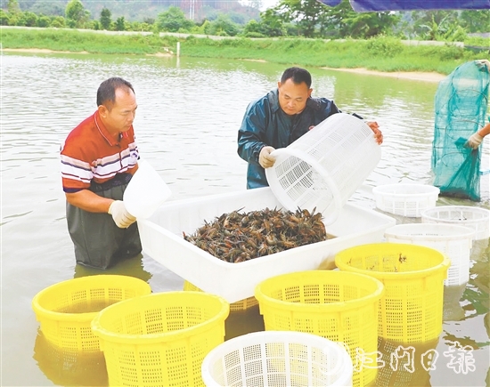 桃源蟠光村大力發(fā)展澳洲藍(lán)龍蝦養(yǎng)殖產(chǎn)業(yè)，村集體經(jīng)濟(jì)每年增收15萬(wàn)元。