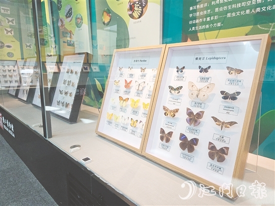 精美的昆蟲標(biāo)本引人注目。