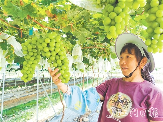 裕豐葡萄園管護(hù)人員查看葡萄長勢(shì)。