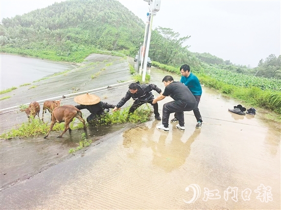 東成鎮(zhèn)黨員干部在巡查時(shí)，發(fā)現(xiàn)8頭散養(yǎng)家牛因受驚失控被困，迅速開展救援。