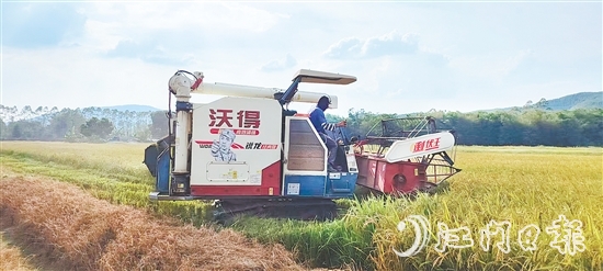 截至7月20日，恩平全市早稻收割進(jìn)度已達(dá)98.4%，預(yù)計(jì)總產(chǎn)量約7.62萬噸。