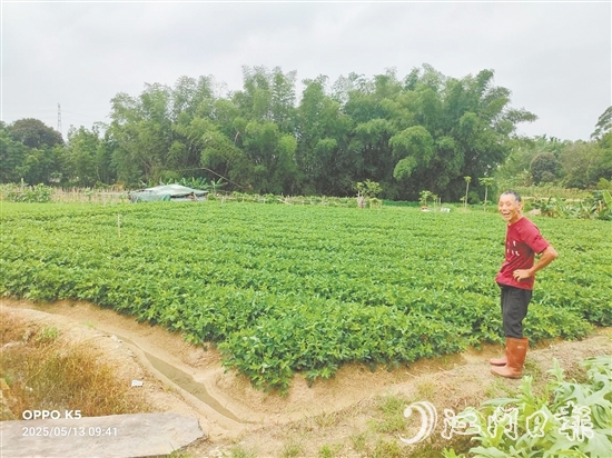 眼見推廣種植花生新品種效益高，收入增加了，南中村村民喜笑顏開。