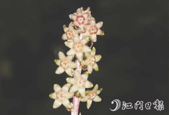 七星坑球子草是首個(gè)以“七星坑”命名的植物新種。