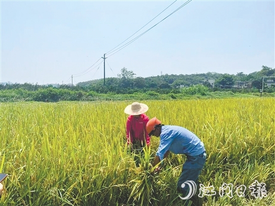工作人員對水稻進行抽樣測產(chǎn)。
