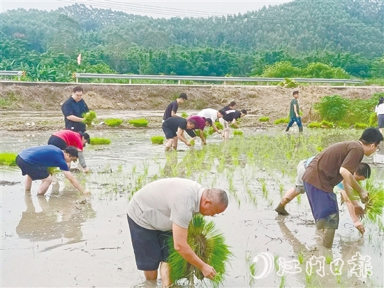 鶴城鎮(zhèn)的20余名鎮(zhèn)、村干部卷起褲腿、赤腳踩進(jìn)泥濘的水田，與當(dāng)?shù)剞r(nóng)戶一起開展插秧作業(yè)，助力秋耕生產(chǎn)。