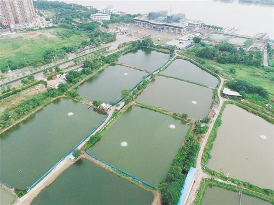 臨江路與金甌路交界西南側地塊位于外海港澳碼頭西側。