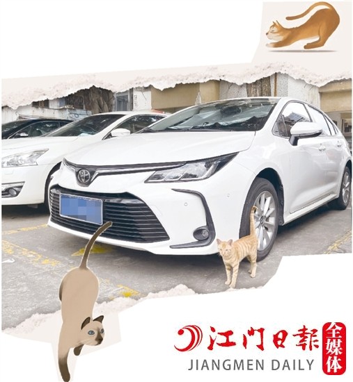 車主停車時，盡量減少停在流浪貓出沒的地方。